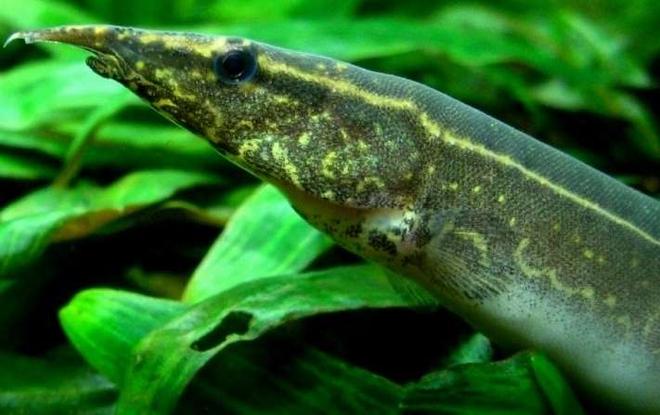freshwater fish - macrognathus siamensis - peacock eel stocking in 53 gallons tank - Spot-Finned Spiny Eel