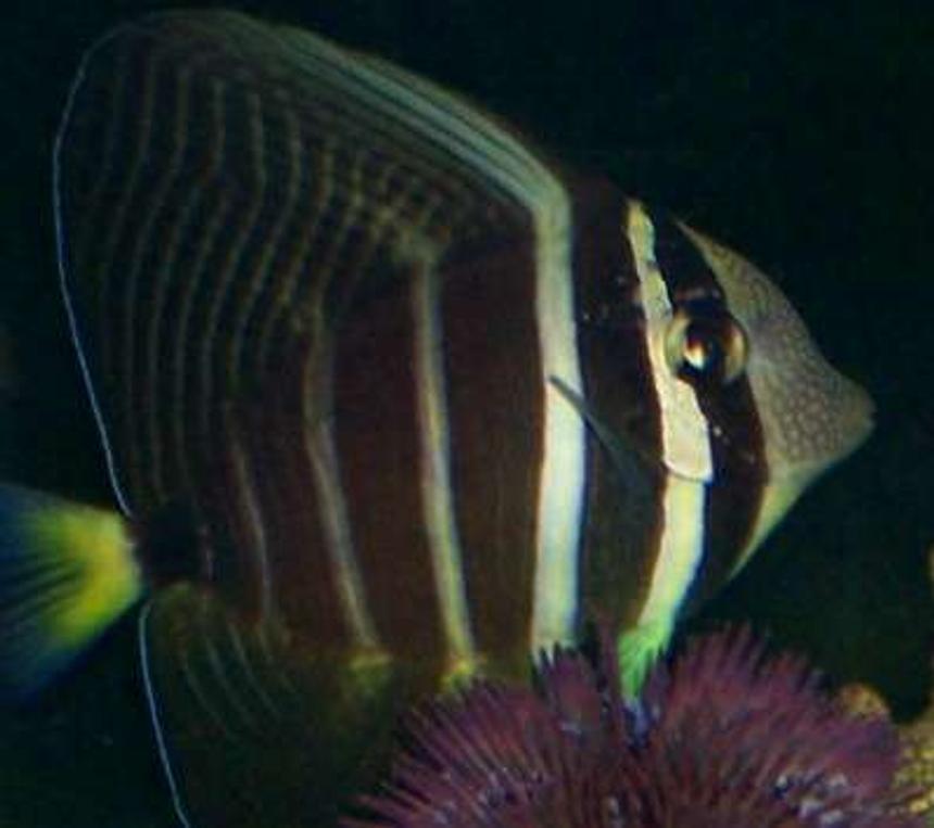 Rated #55: Saltwater Fish - Zebrasoma Veliferum - Sailfin Tang Stocking In 70 Gallons Tank - 1 year old Sailfin Tang swimming above purple urchen