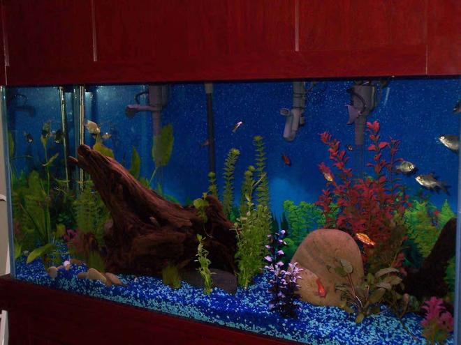 90 gallons freshwater fish tank (mostly fish and non-living decorations) - My first tank, lots of fun!  90 Gal, gauramis, barbs, parrots, catfish, alage eater, sharks.  Driftwood from the Hudson River, river rocks, some live plant and some silk.