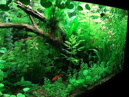 40 gallons planted tank (mostly live plants and fish) - My fish tank. It has been planted for 4 months. I use co2 every now and then.