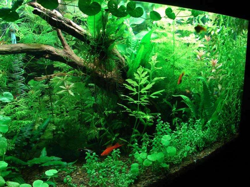 Rated #21: 40 Gallons Planted Tank - My fish tank. It has been planted for 4 months. I use co2 every now and then.