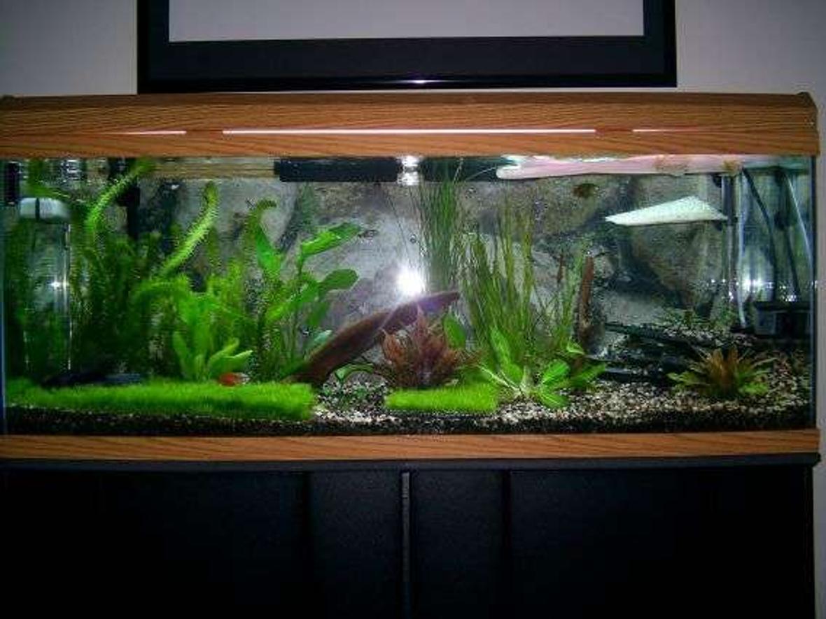 55 gallons planted tank (mostly live plants and fish) - My first planted fish tank. Just got into the hobby and I want to keep adding on. 3wpg Riccia started about a month ago. trying to grow some more.