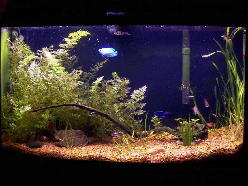 Rated #185: 46 Gallons Freshwater Fish Tank - 46 GALLON BOW FRONT