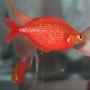 freshwater fish - glossolepis incisis - red irian rainbow stocking in 75 gallons tank - Red Irian Rainbowfish
