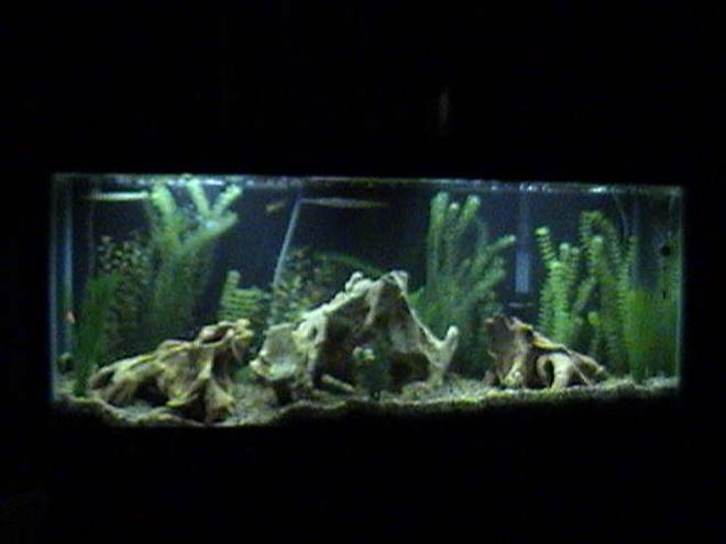 55 gallons freshwater fish tank (mostly fish and non-living decorations) - Is the 55 gallon tank above that has needle nose fish, dragon fish, mollies, etc.