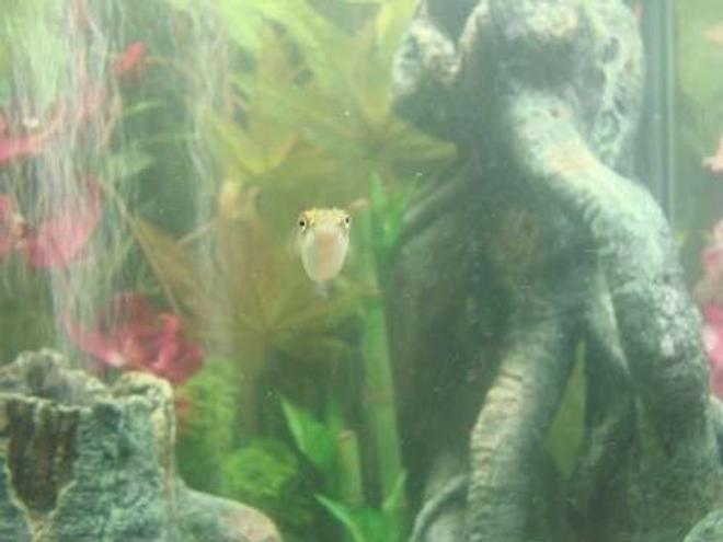 freshwater fish - tetraodon biocellatus - figure 8 puffer stocking in 35 gallons tank - Look into my eyes!!!