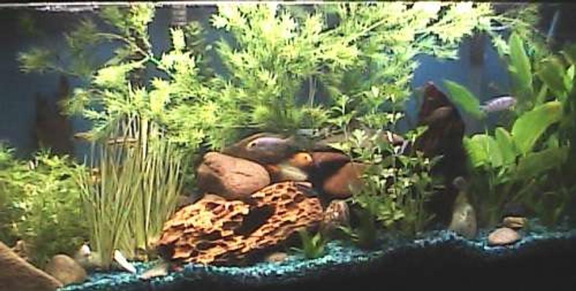 55 gallons planted tank (mostly live plants and fish) - 55 gal Malawi Mbuna Cichilds/plants