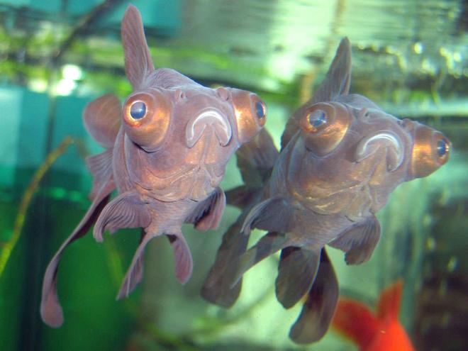 freshwater fish - carassius auratus - black moor goldfish stocking in 26 gallons tank - Black Moor. I liked the reflection on the glass