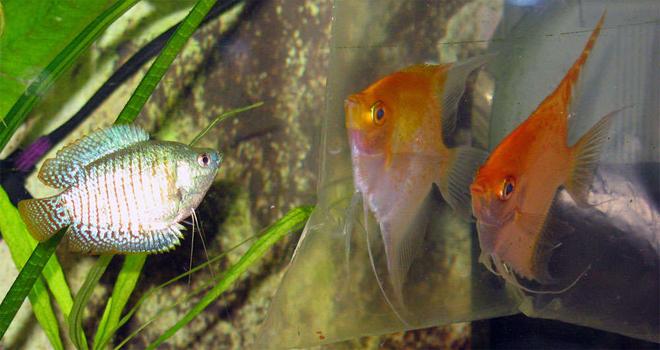 freshwater fish - colisa lalia - dwarf gourami stocking in 26 gallons tank - New friends for gaurami.  I was afraid, they might fight.  But no problems until now.