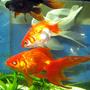 freshwater fish - carassius auratus - ryukin goldfish stocking in 26 gallons tank - At last i got them in one line.