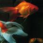 freshwater fish - carassius auratus - fantail goldfish stocking in 26 gallons tank - Fantail and veil tail