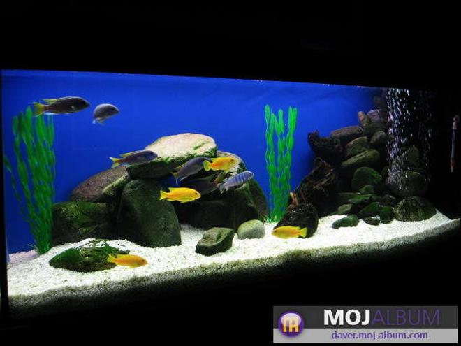 42 gallons freshwater fish tank (mostly fish and non-living decorations) - ACEI and SAULOSI