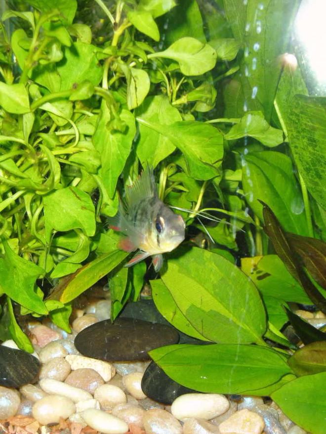 freshwater fish - microgeophagus altispinosa - bolivian ram stocking in 16 gallons tank - Bolivian ram