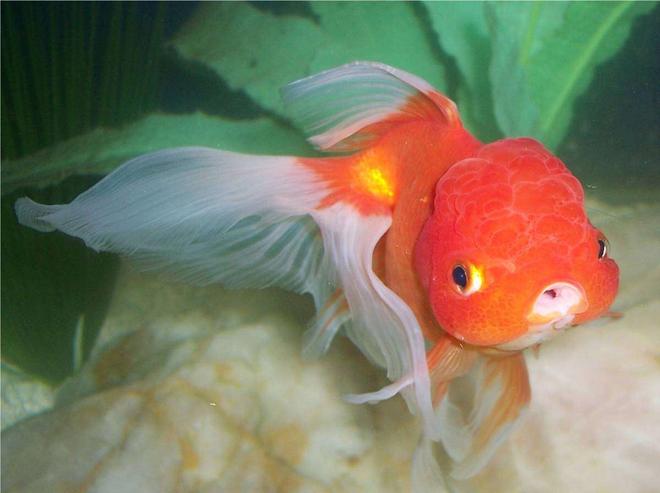 freshwater fish - carassius auratus - oranda goldfish stocking in 72 gallons tank - Goldfish, Red Oranda