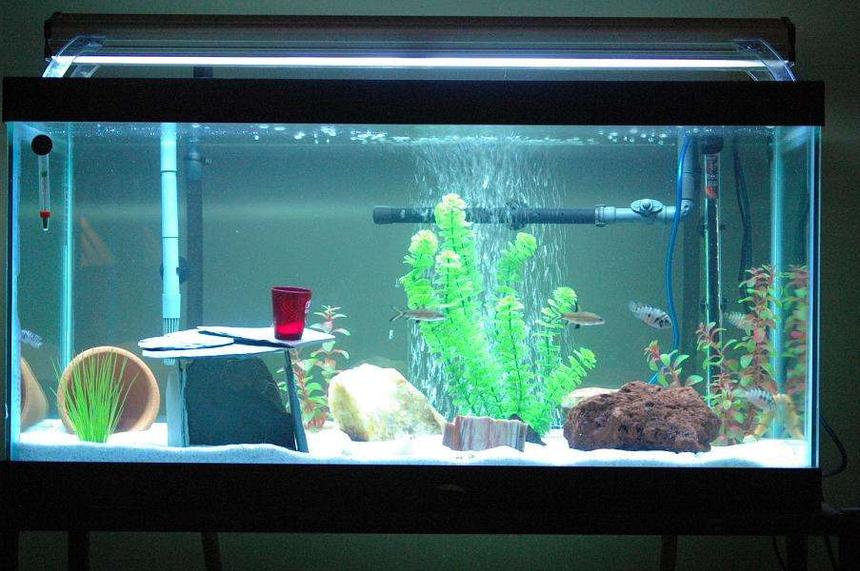 Rated #512: 55 Gallons Freshwater Fish Tank - this is my 55 gallon freshwater tank. i have 2 bala sharks, 3 convict cichlids, and 1 albino algae eater.