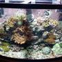 46 gallons reef tank (mostly live coral and fish) - 46 gal bowfront mixed reef, 3yrs old, some of the corals in this tank are almost 10yrs old in my care.