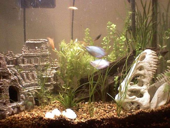 30 gallons planted tank (mostly live plants and fish) - 30g early stages