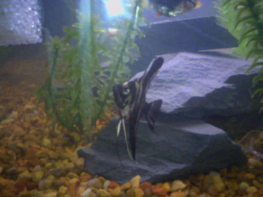 Rated #2247: Freshwater Fish - Pterophyllum Scalare - Half Black Angelfish Stocking In 20 Gallons Tank - billy
