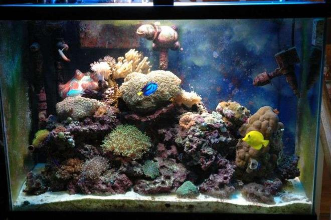 50 gallons reef tank (mostly live coral and fish) - my main tank