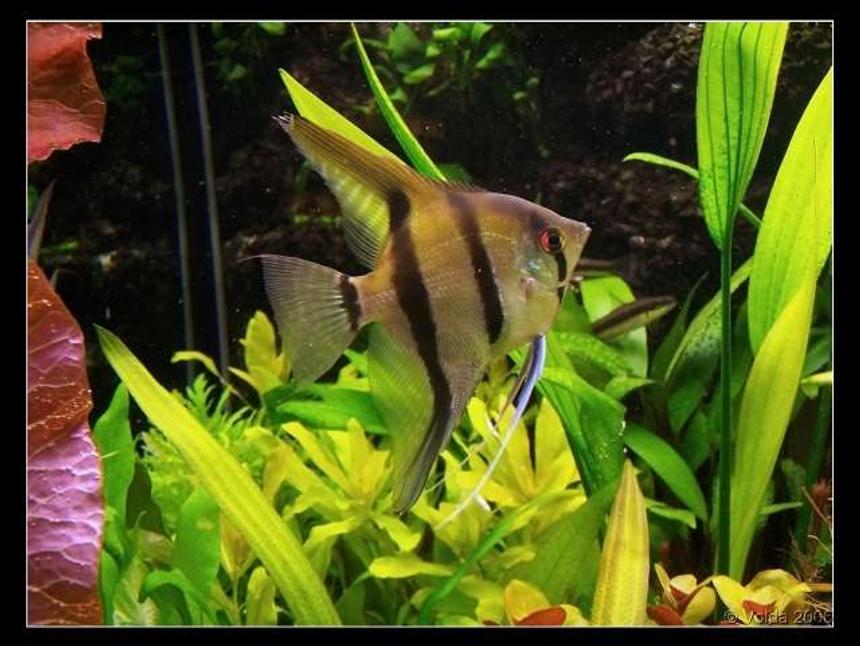 Rated #1119: Freshwater Fish - Pterophyllum Sp. - Silver Zebra Angel Stocking In 103 Gallons Tank - Pterophyllum skalare