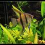 freshwater fish - pterophyllum sp. - silver zebra angel stocking in 103 gallons tank - Pterophyllum skalare