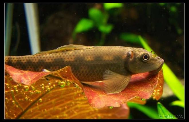 freshwater fish - gyrinocheilos aymonieri - chinese algae eater stocking in 103 gallons tank - Gyrinocheilus aymonieri