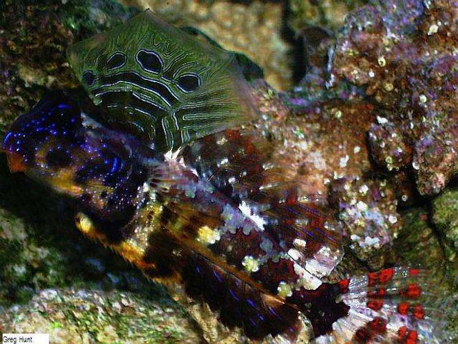 saltwater fish - synchiropus ocellatus - scooter dragonet stocking in 29 gallons tank - scooter dragonet (male)