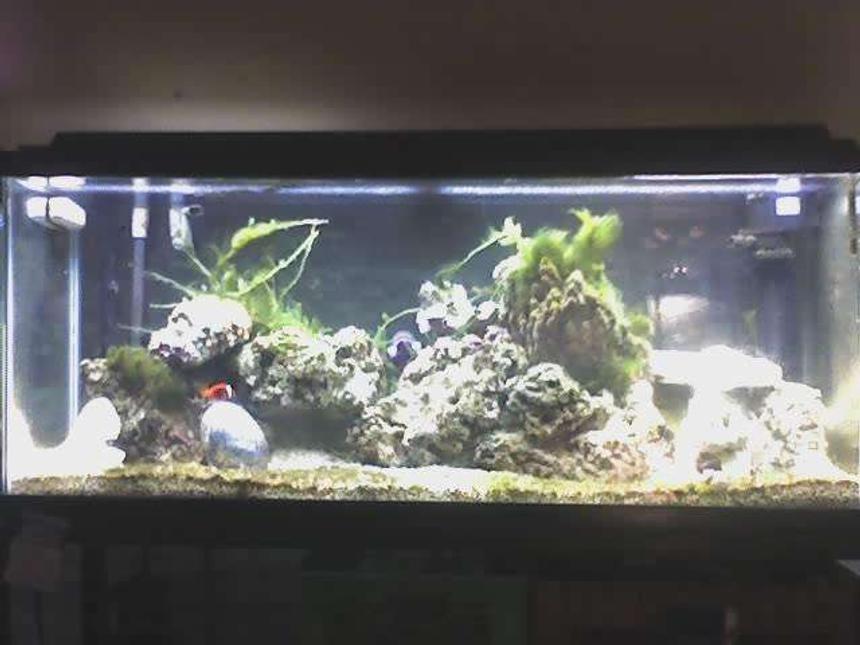 Rated #78: 55 Gallons Saltwater Fish Tank - I have a 55 gallon saltwater aquarium. 
in this tank I have about 70 pounds of live rock, I use a florval 350 filter and an aqua clear 70 power head with a extra filter attachment. In this tank i have four fish, 
and 5 invertebrates. My fish are: Tomato Clown fish (2 inches), Algae Blenny (three inches),snowflake eel (2 feet) and a fuzzy lion fish  (3 inches) .
I also have a starfish, three hermit crabs and two snails. I have also recently added a grape like green plant.