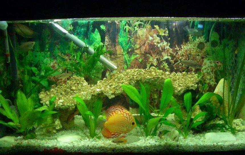 Rated #111: 25 Gallons Planted Tank - my tank