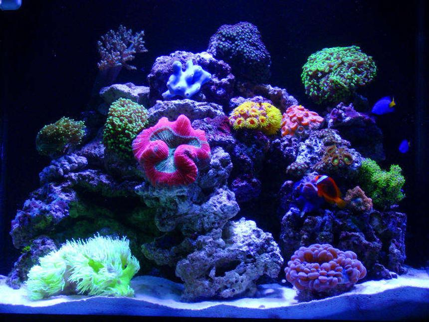 Rated #13: 30 Gallons Reef Tank - this tank still has a ways to go...but i'm gettin there!!