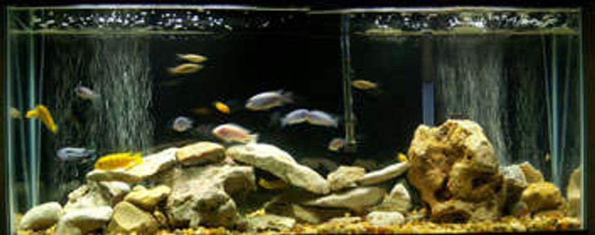 Rated #98: 55 Gallons Freshwater Fish Tank - my first tank