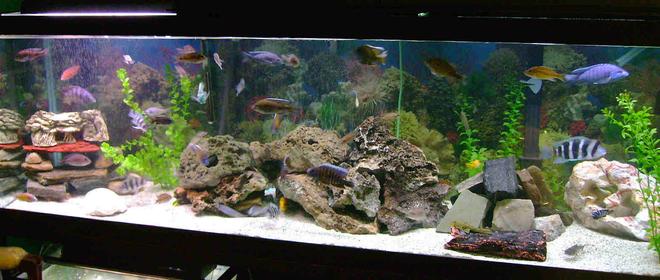 125 gallons freshwater fish tank (mostly fish and non-living decorations) - african cichlids