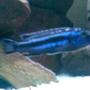 freshwater fish - melanochromis johannii - johanni cichlid stocking in 32 gallons tank - I think this is a Electric Blue (Melanochromis Johanni) Male but i really would like some help with IDing it