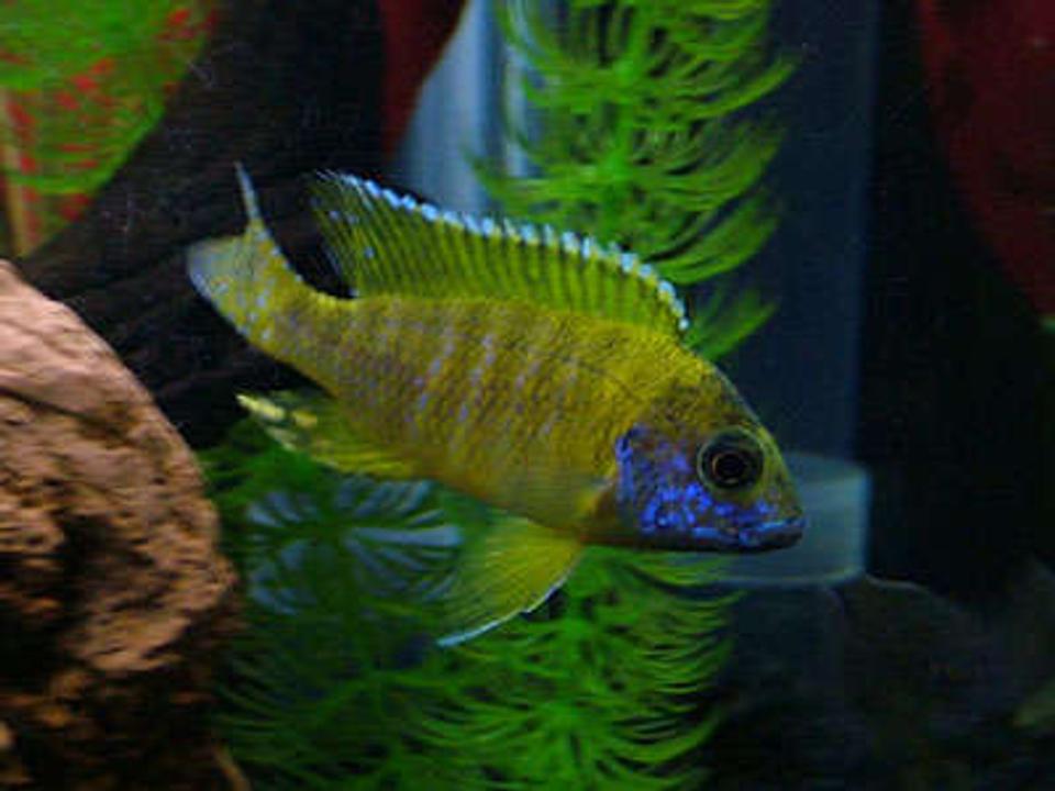freshwater fish - aulonocara baenschi - sunshine peacock stocking in 55 gallons tank - My name is Old Yeller and Im a Peachock Cichlid. I love chasing other fish in the moonlight and my favorate time of the day is brekfast