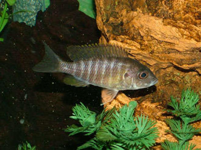 freshwater fish - aulonocara baenschi - sunshine peacock stocking in 55 gallons tank - My name is Sunny, and I am a Sunshine Peacock Cichlid. I'm not a trouble maker but I'm not afraid of anyone either so the bigger I get the harder its gonna be to push me aorund. So go ahead and make my day.