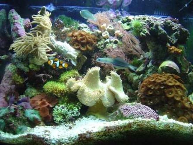 29 gallons reef tank (mostly live coral and fish) - my cube