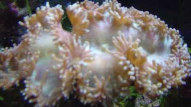 corals inverts - catalaphyllia jardinei - elegance coral stocking in 29 gallons tank - Elagance Coral