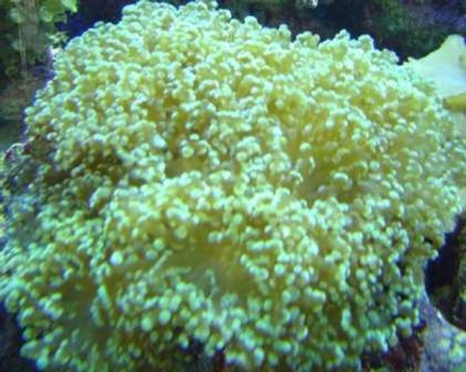 corals inverts - euphyllia paradivisa - frogspawn coral stocking in 29 gallons tank - 14 year old frogspawn