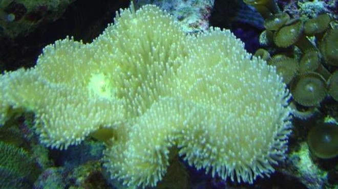 corals inverts - sarcophyton sp. - toadstool mushroom leather coral stocking in 29 gallons tank - Nice finger leather