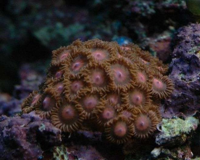 corals inverts - zoanthus sp. - colony polyp stocking in 50 gallons tank - Zoos