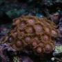 corals inverts - zoanthus sp. - colony polyp stocking in 50 gallons tank - Zoos
