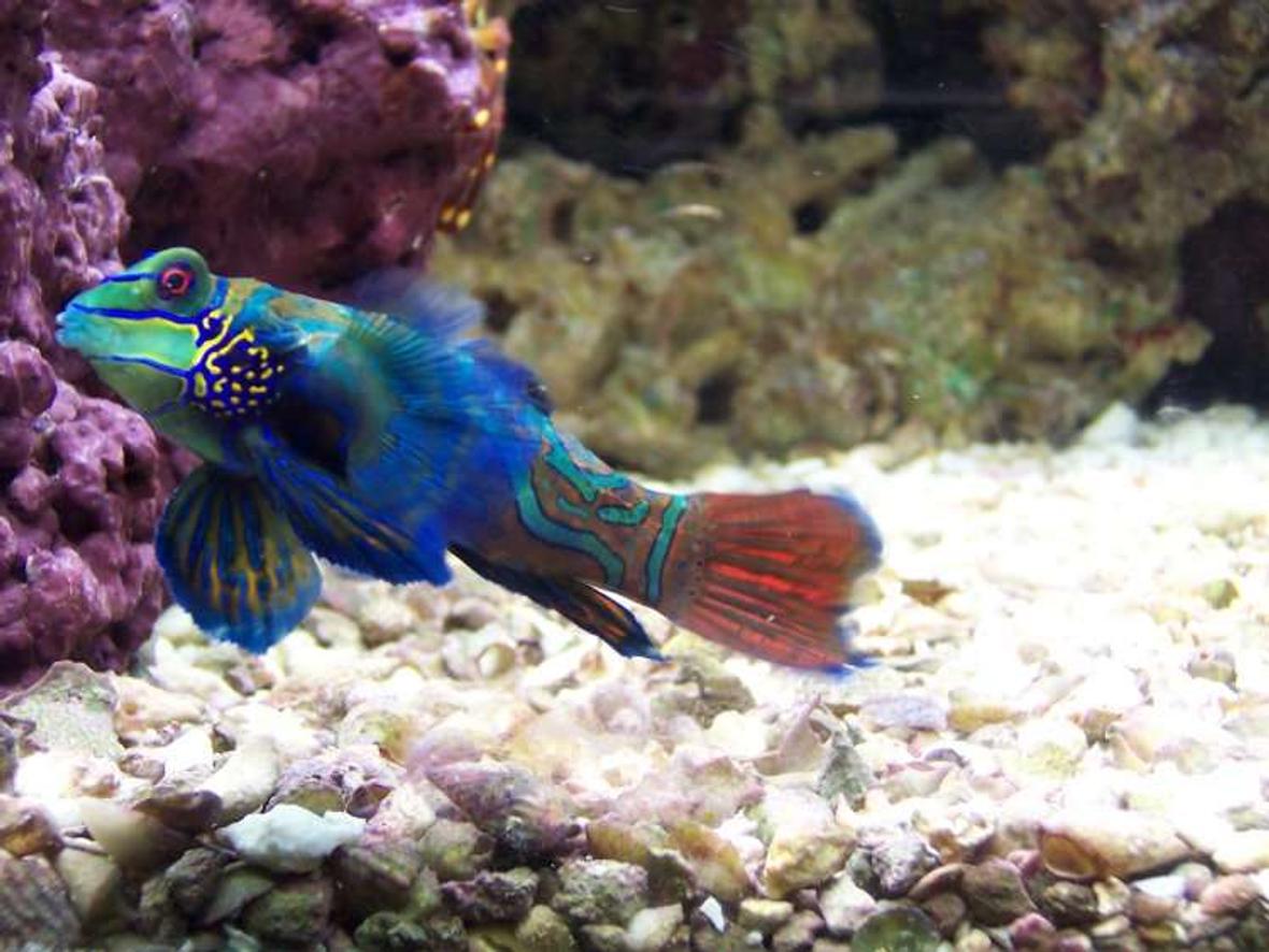 saltwater fish - synchiropus splendidus - green mandarin stocking in 72 gallons tank - Mandarin Goby