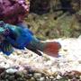 saltwater fish - synchiropus splendidus - green mandarin stocking in 72 gallons tank - Mandarin Goby
