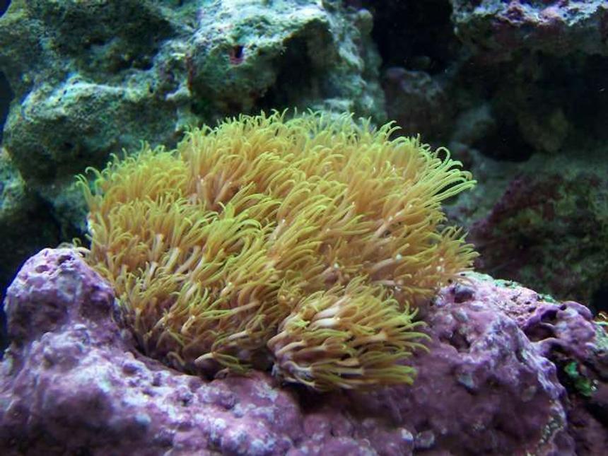 Rated #46: Corals Inverts - Briareum Sp. - Starburst Polyp Stocking In 72 Gallons Tank - Green Star Polyps