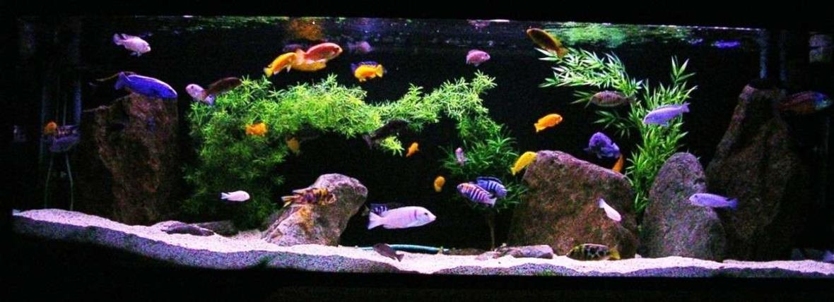 135 gallons freshwater fish tank (mostly fish and non-living decorations) - 135g African - Mostly Mbuna