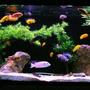 135 gallons freshwater fish tank (mostly fish and non-living decorations) - 135g African - Mostly Mbuna