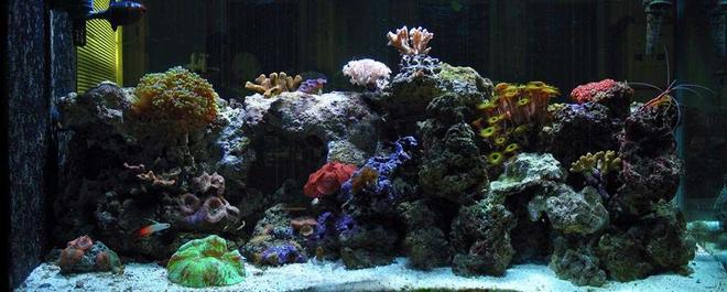 110 gallons reef tank (mostly live coral and fish) - panoramic view of my tank