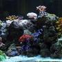 110 gallons reef tank (mostly live coral and fish) - panoramic view of my tank
