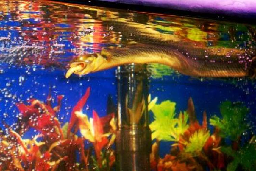 Rated #1626: Freshwater Fish - Erpetoichthys Calabaricus - Reed Fish Stocking In 55 Gallons Tank - Reedfish11" Meal time