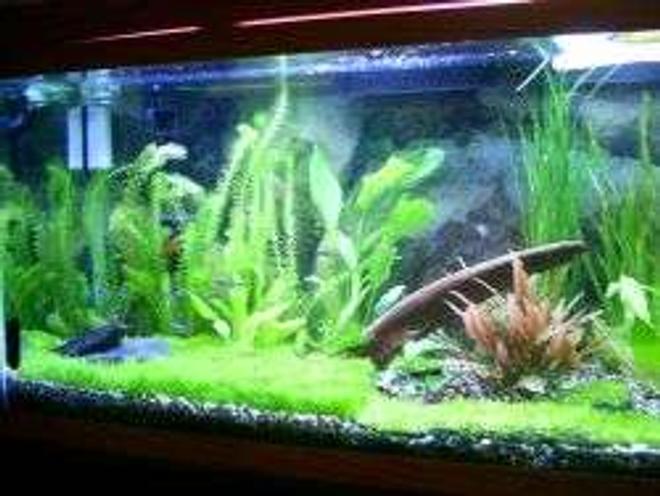 55 gallons planted tank (mostly live plants and fish) - another angle on my 55 gallon tank